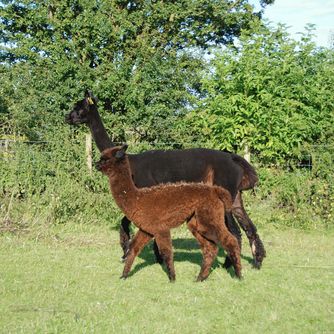 Female Alpaca with Cria at foot