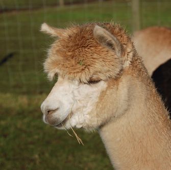 Male Alpaca